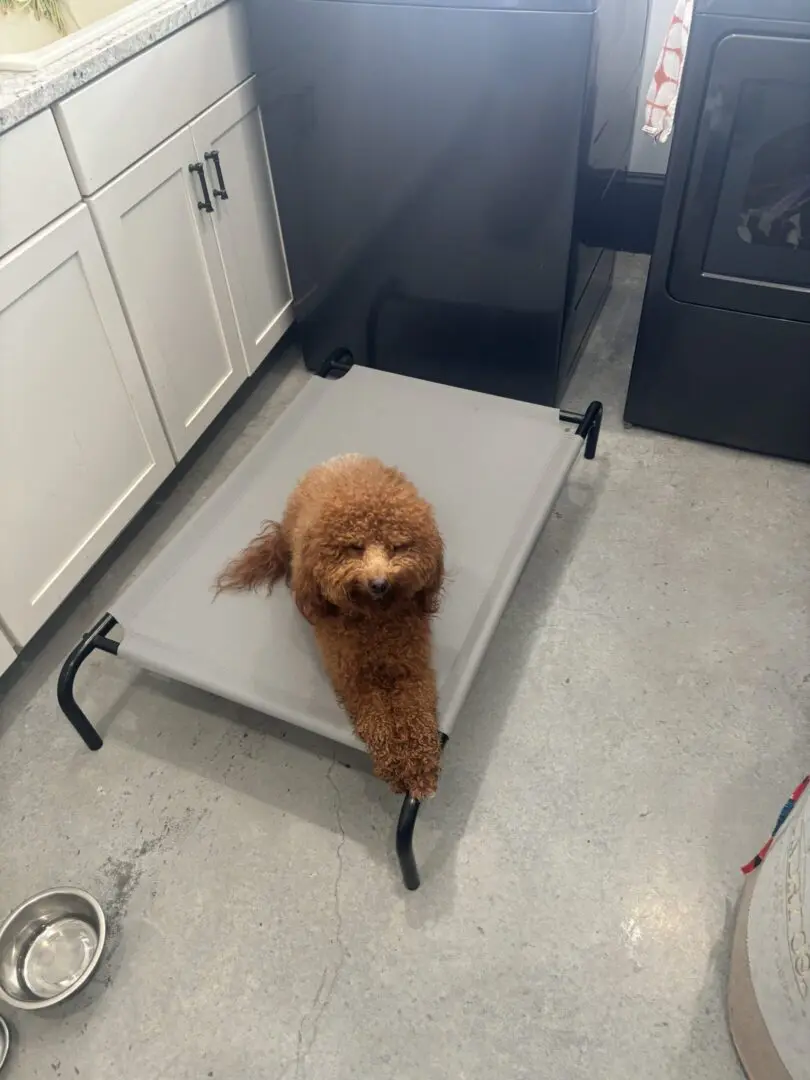 A small brown dog lying on a raised pet bed in a kitchen.