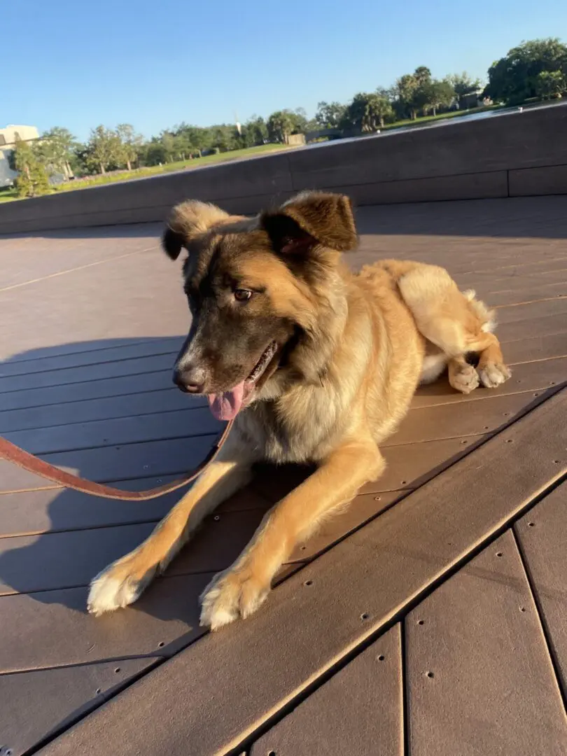 A brown dog resting on wooden deck outdoors on a sunny day.