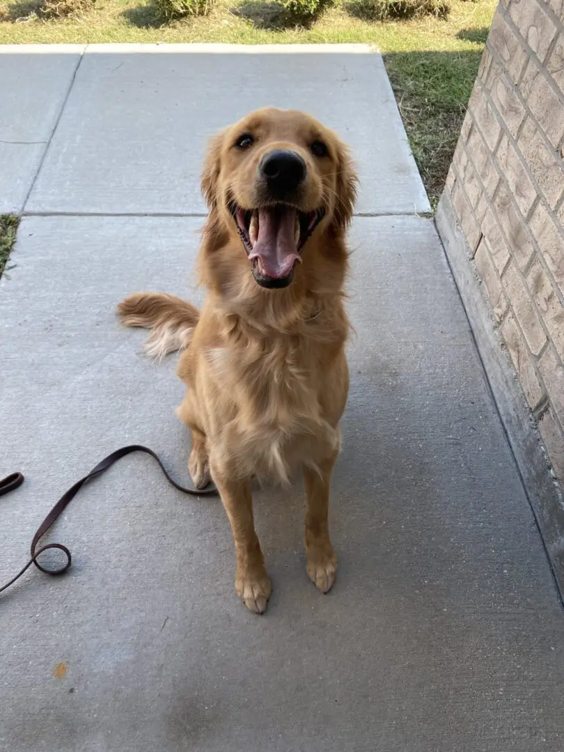Happy golden retriever sitting on a sidewalk with a leash.