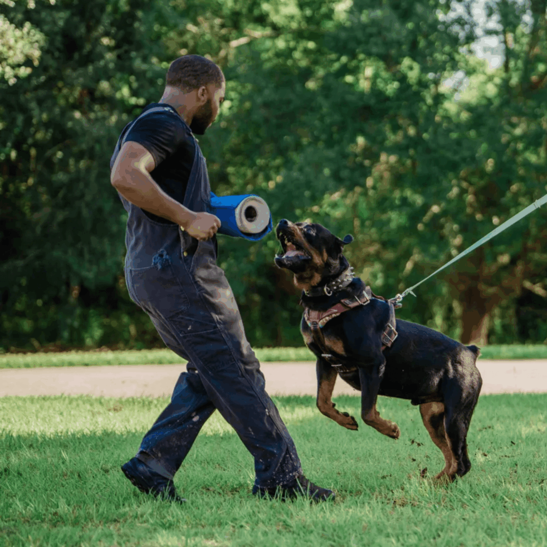 Man training a dog with a tug toy in a park.