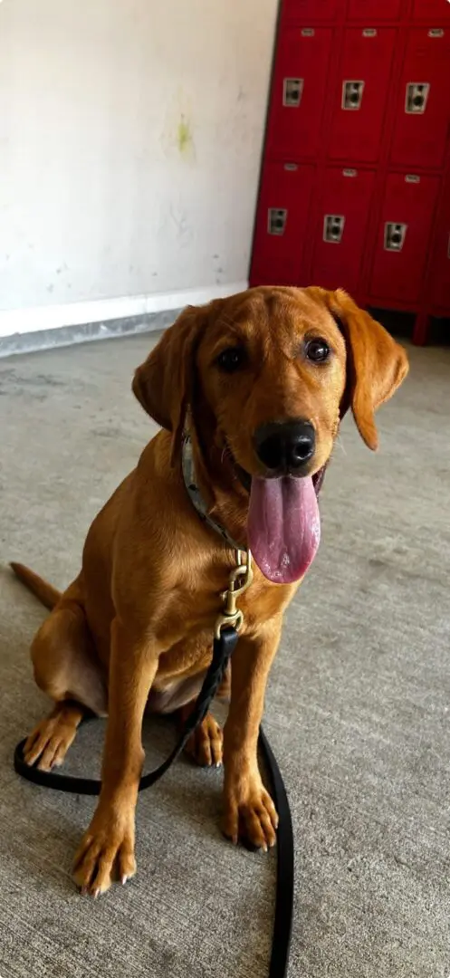 Happy brown dog sitting with tongue out.