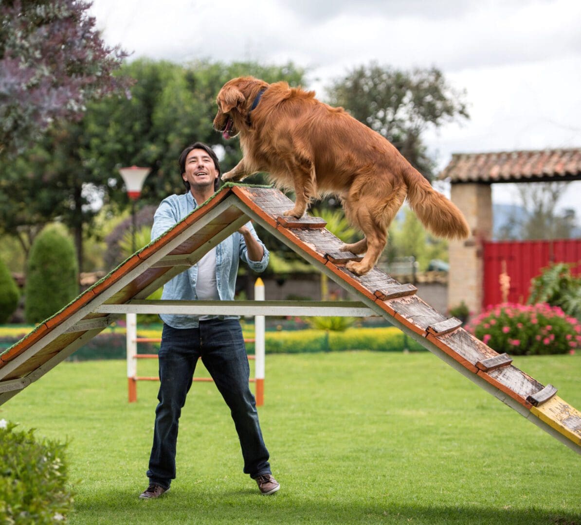 Animal Training Programs Pet Dog Training Programs | 84K9 Training & Consulting