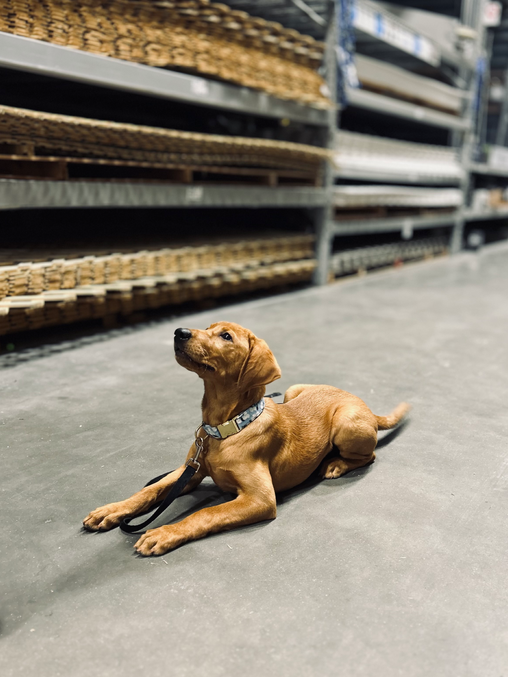 A small brown dog lying on a warehouse floor near shelves.